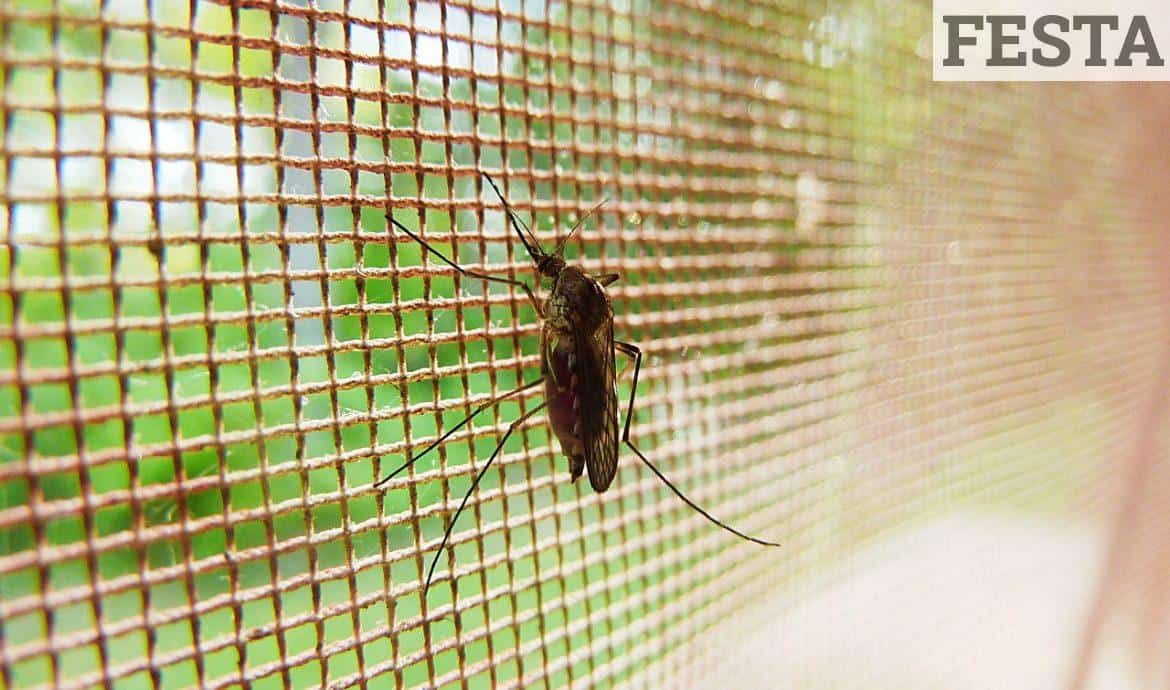 mosquito, bug, insect