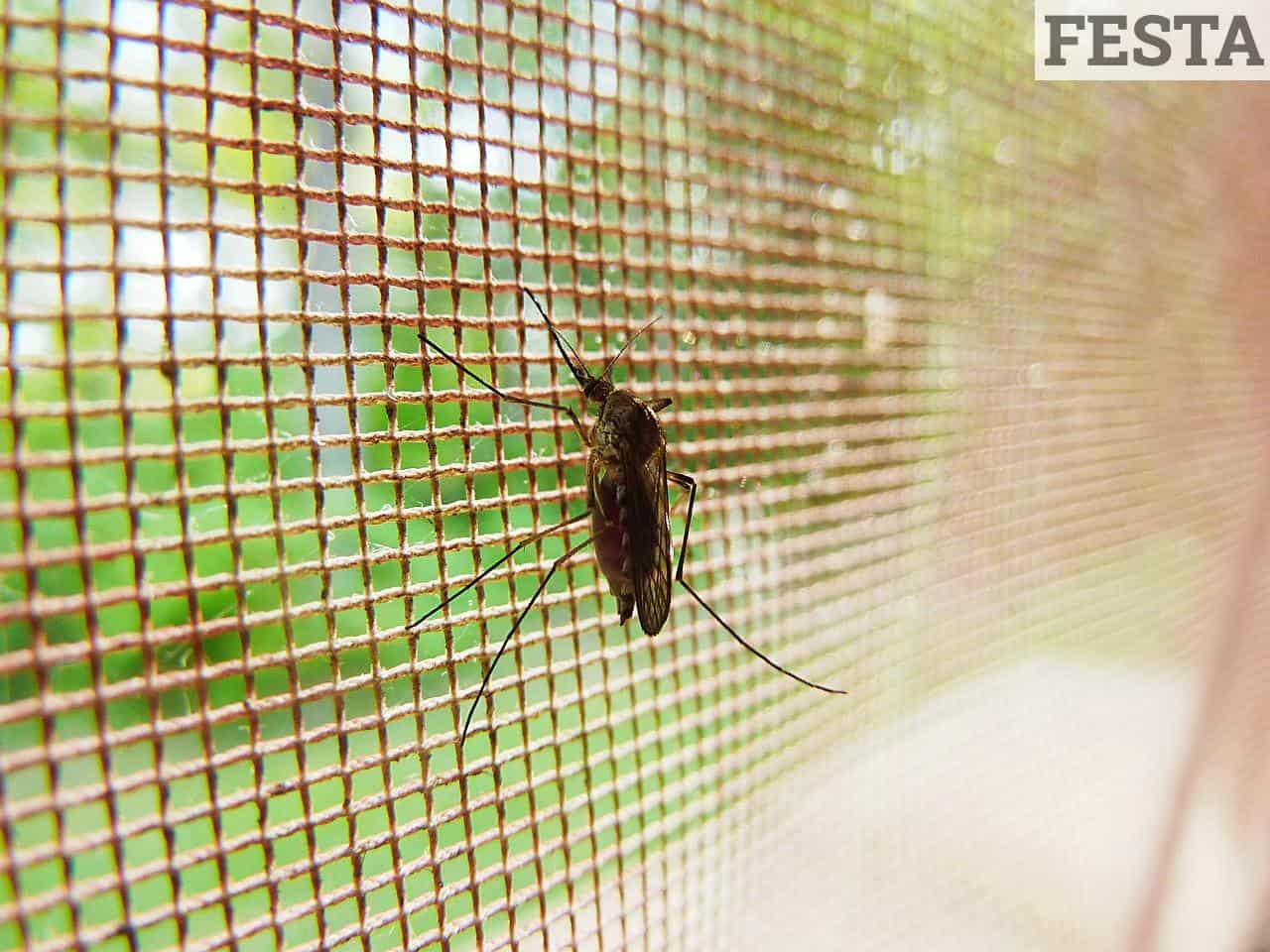 mosquito, bug, insect