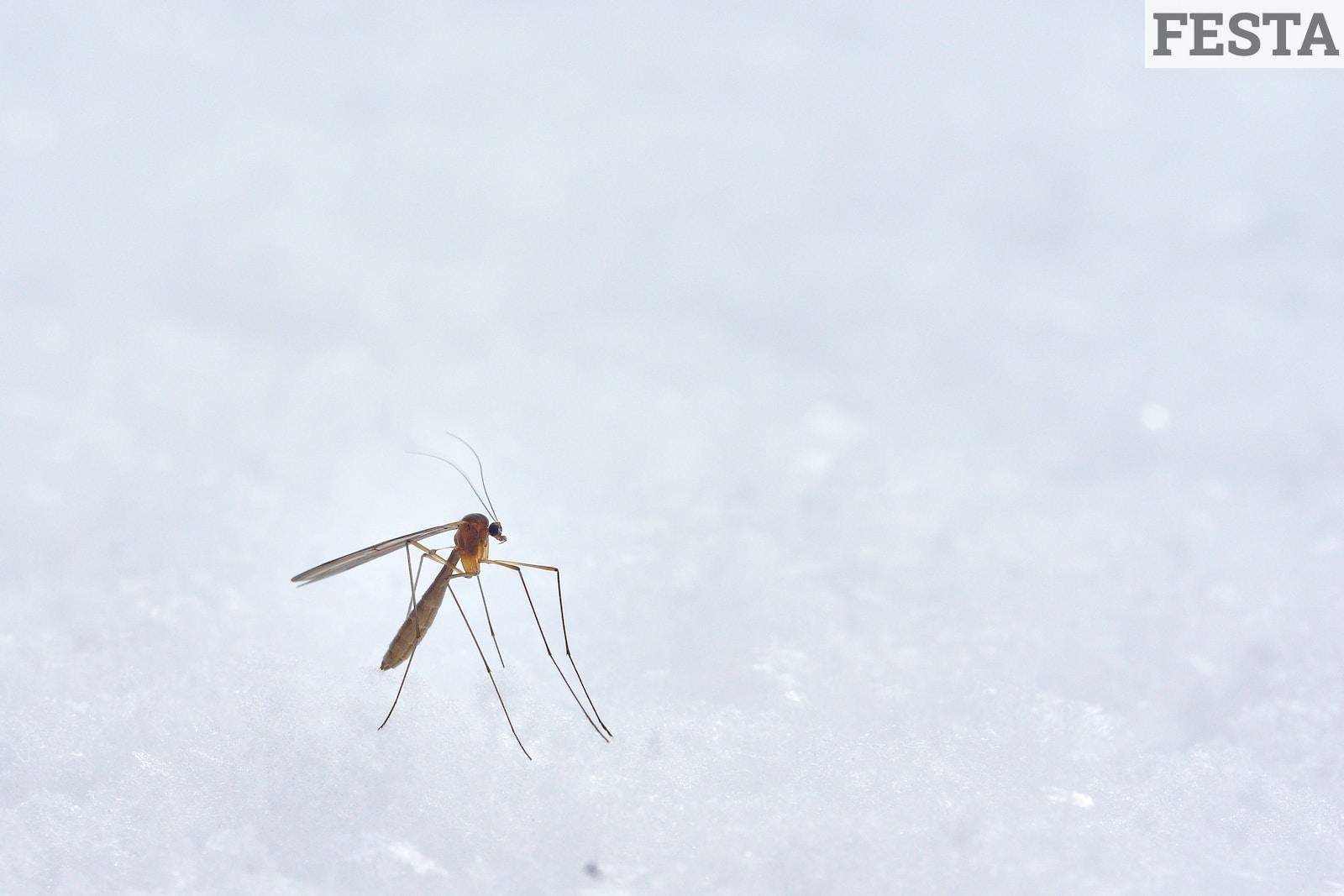 mosquitos