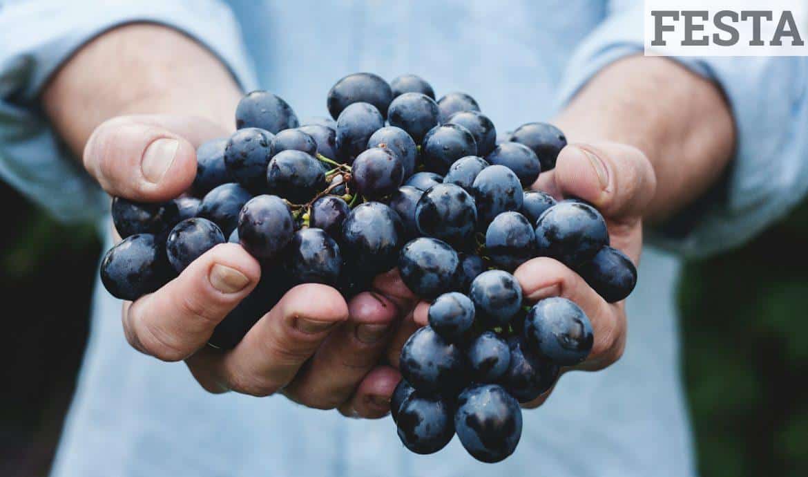 person holding grapes