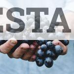 person holding grapes