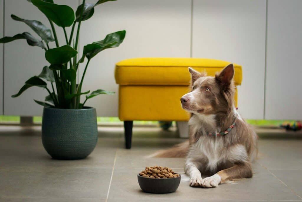 elegir una alimentación natural para perros