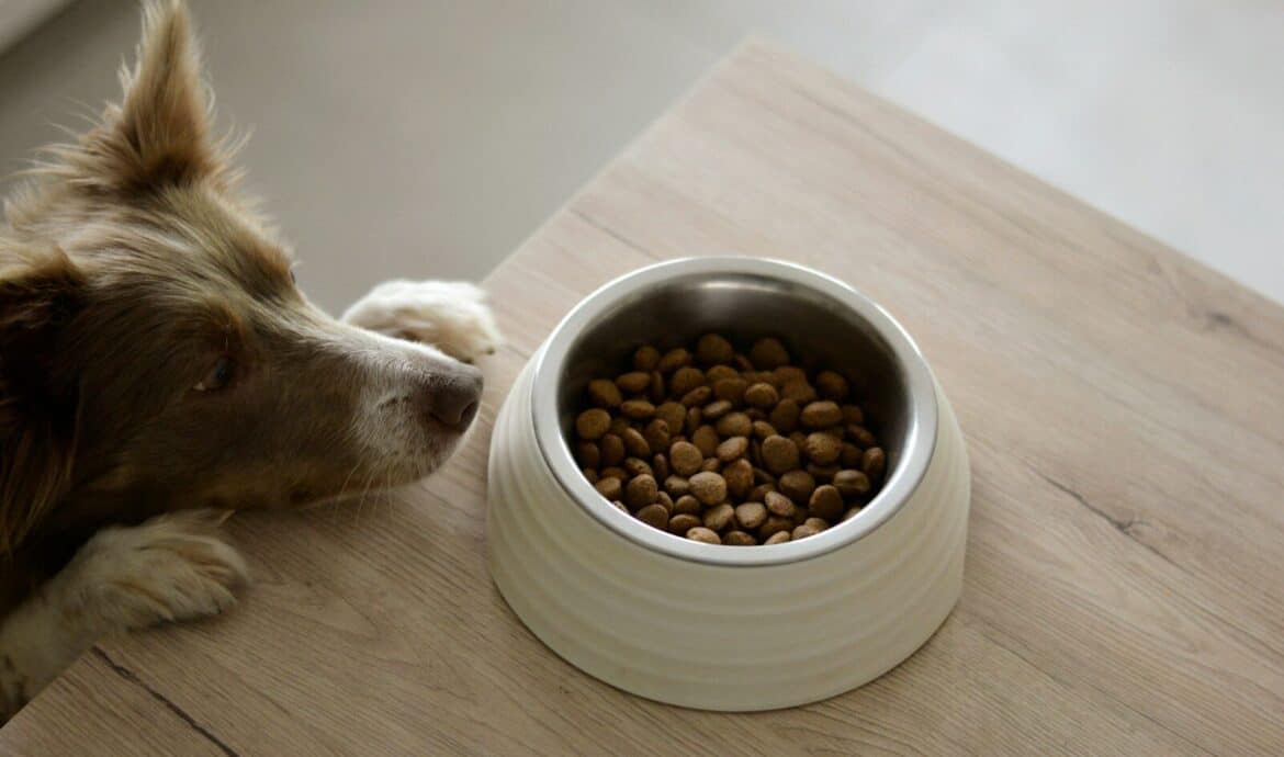 Cómo elegir una alimentación natural para perros: ingredientes, formatos y transición