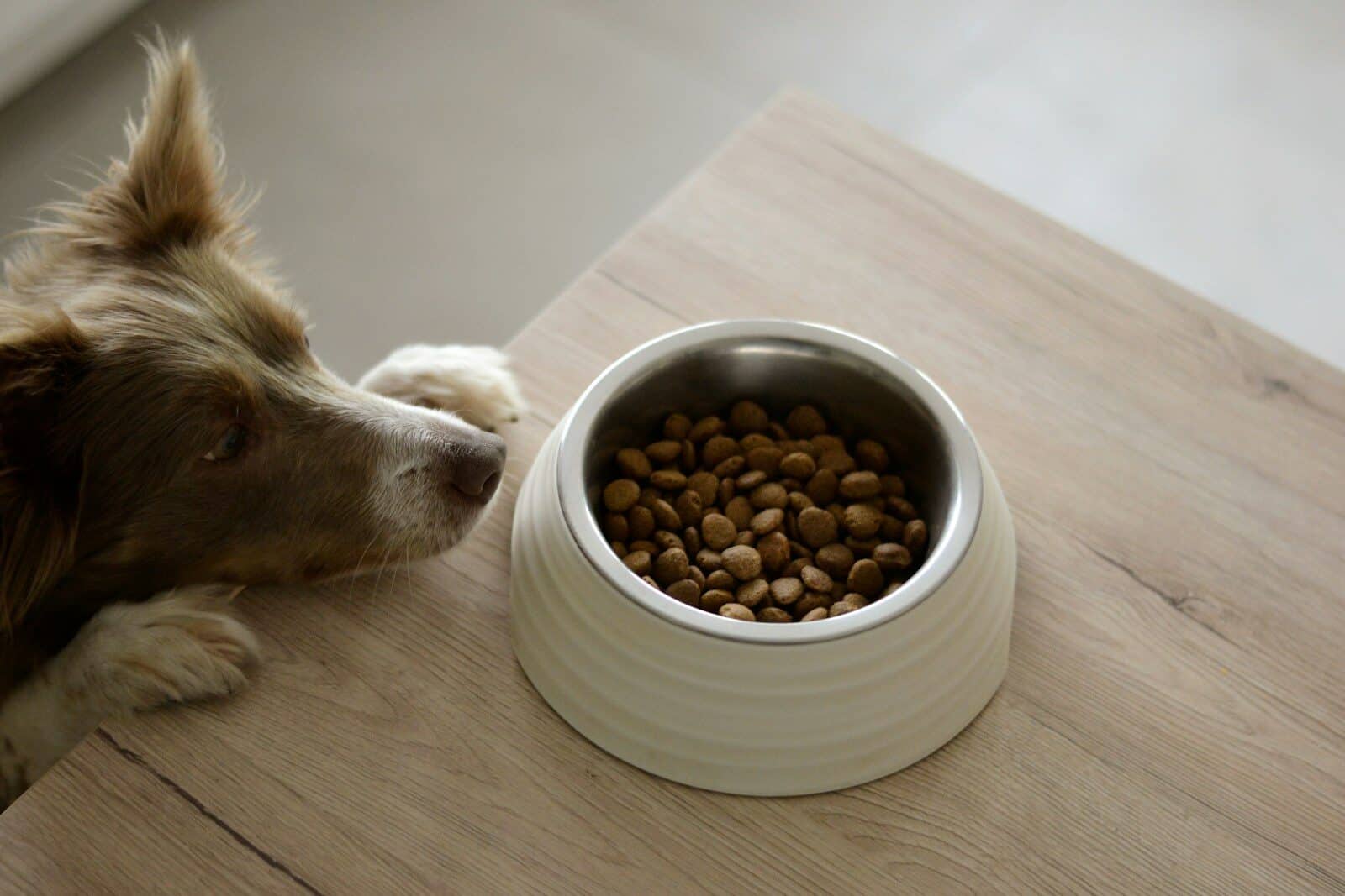 Cómo elegir una alimentación natural para perros: ingredientes, formatos y transición