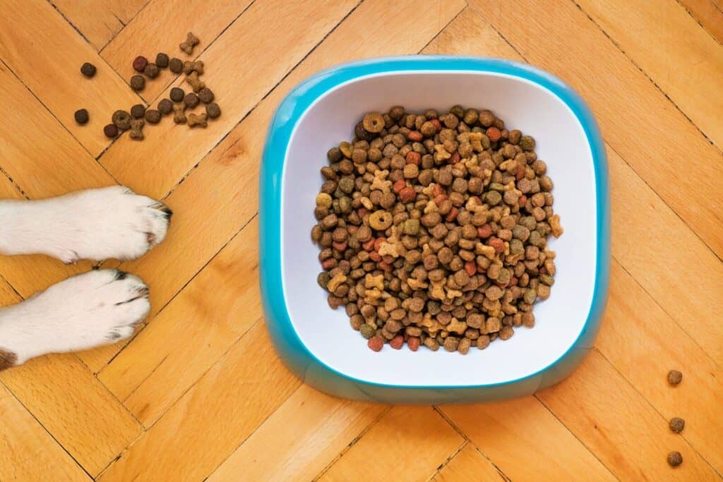 elegir una alimentación natural para perros: ingredientes, formatos y transición